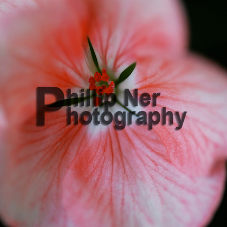 MACRO119
