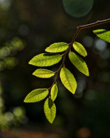 PARK-32