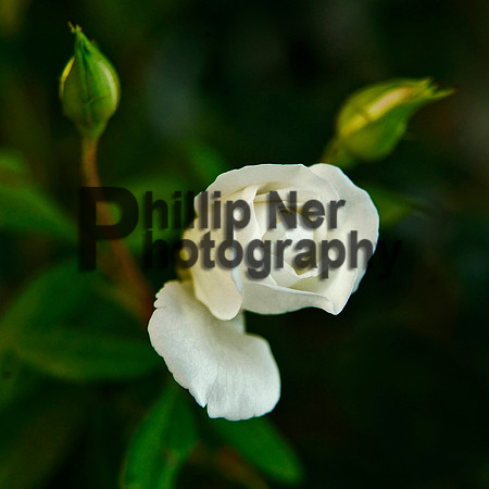 _DSF0024