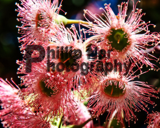 psdna-317