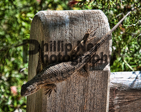 psdna-315