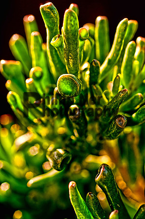 GREEN-35