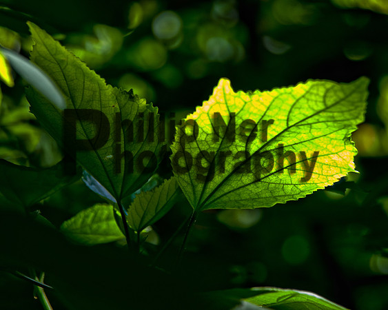 psdna-364