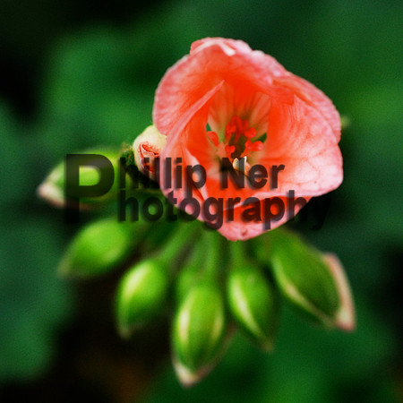 PNP_0186