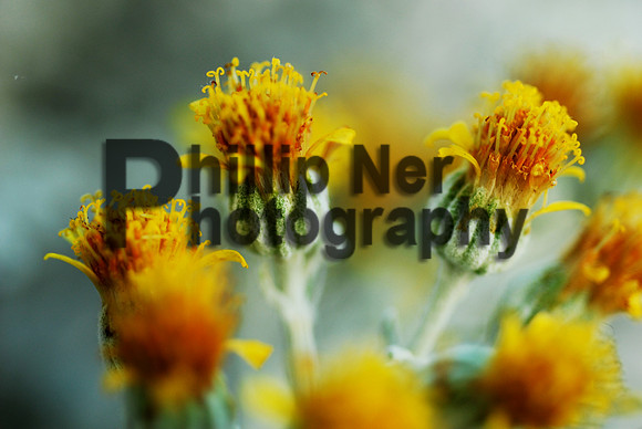 MACRO150